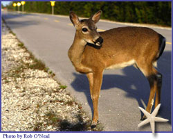 Key Deer in Big Pine Key
