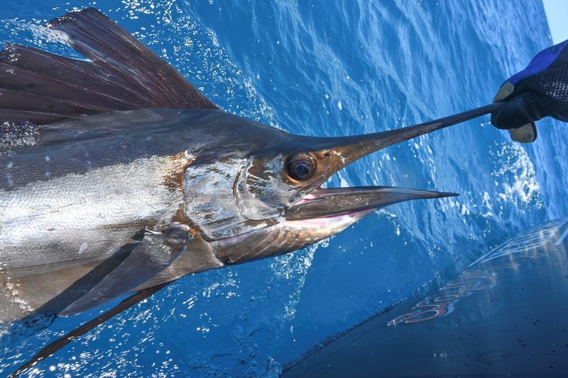 Offshore Fishing Charters in Key West, Florida