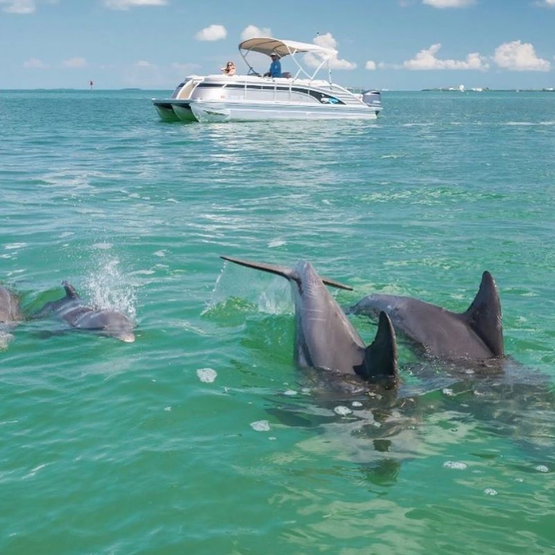 florida keys dolphin tour