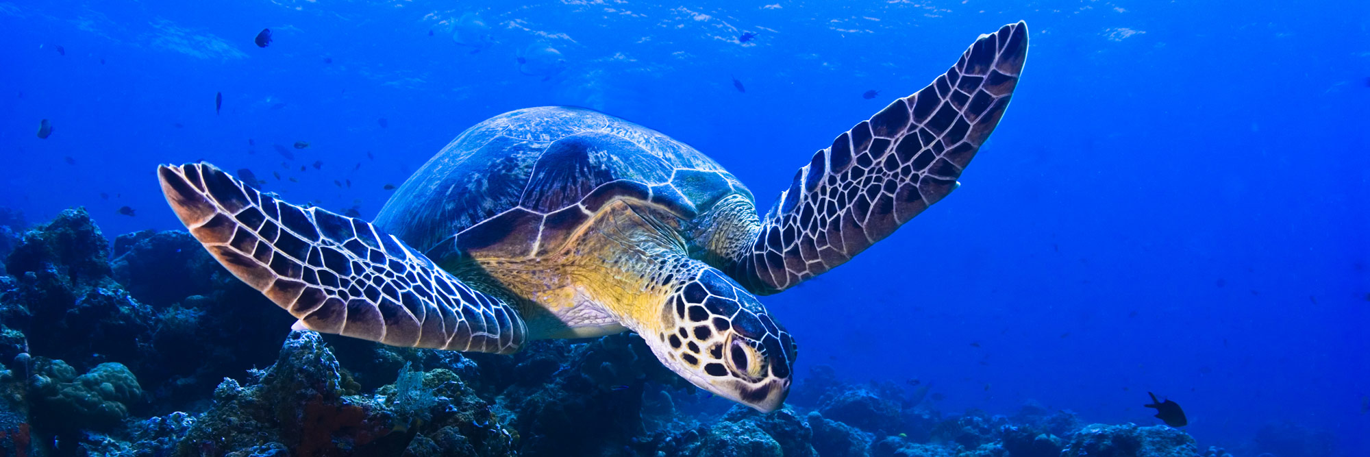 Florida Keys Sea Turtle