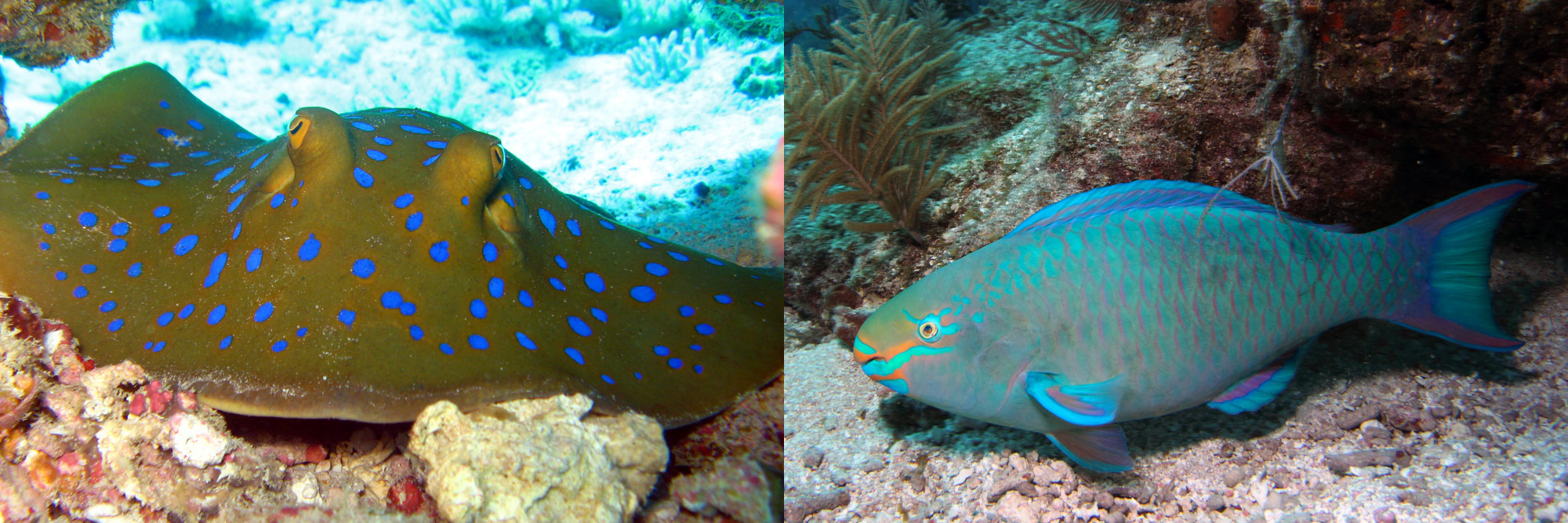 Florida Keys Sting Ray and Parrot Fish