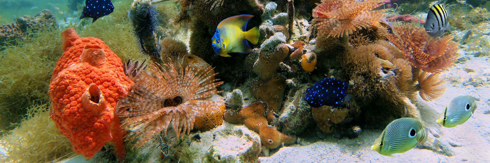 Florida Keys Coral and Fish